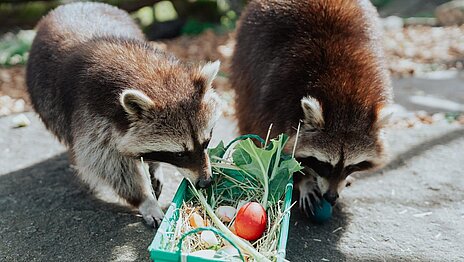Zwei Waschbären plündern einen türkisfarbenen Korb, gefüllt mit Ostereiern.